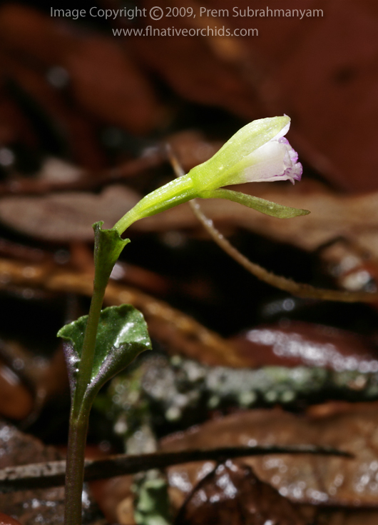 Triphora craigheadii - detail of profile photograph.