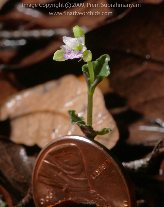 Triphora craigheadii with scale reference - photo detail.