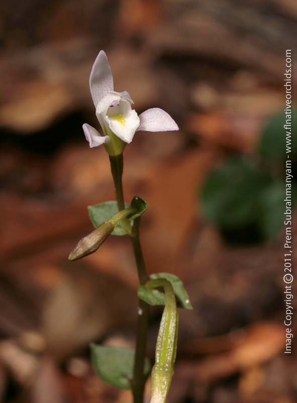 Three-birds Orchid (Triphora trianthophora) - flower closeup.