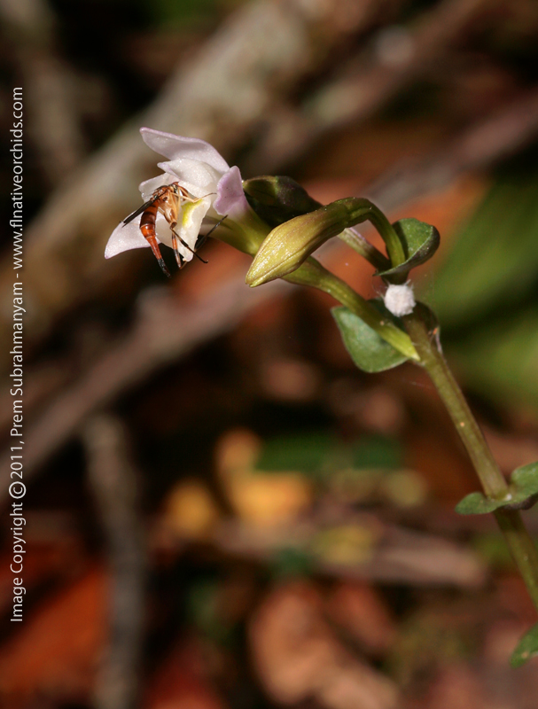 Three-birds Orchid (Triphora trianthophora) - flower closeup with possible pollinator.