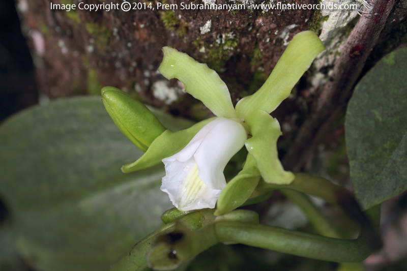 Fuchs' Vanilla, Mexican Vanilla (Vanilla mexicana) - Flower