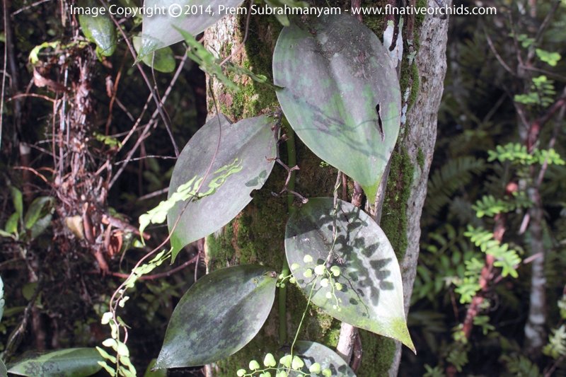 Fuchs' Vanilla, Mexican Vanilla (Vanilla mexicana) - Foliage