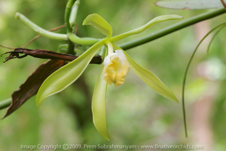 Vanilla phaeantha - fully open flower.