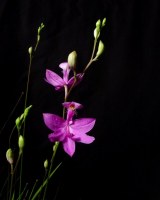 Calopogon tuberosus (Grass Pink Orchid) - Entire Spike