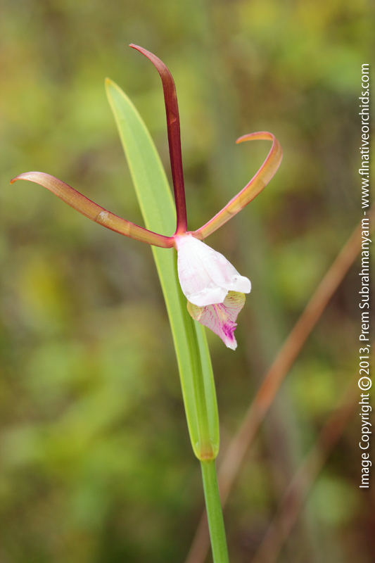 Rosebud Orchid (Cleistes bifaria)