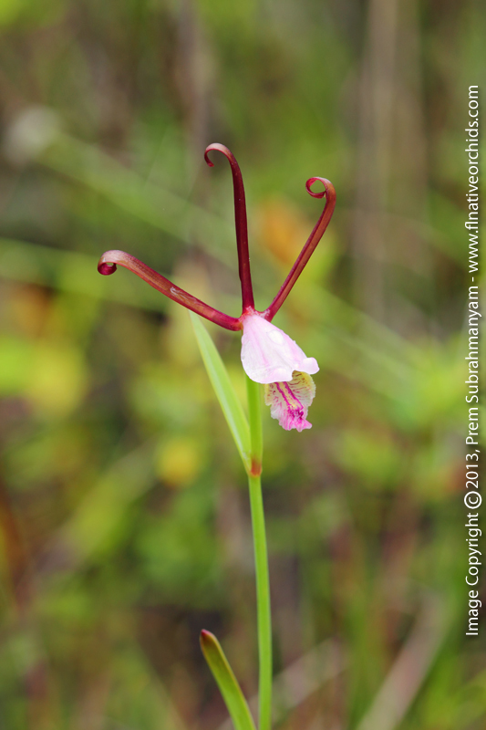 Rosebud Orchid (Cleistes bifaria)