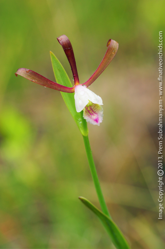 Rosebud Orchid (Cleistes bifaria)