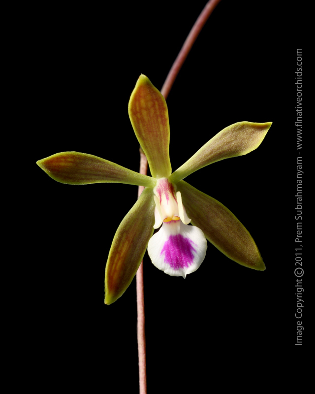 Florida Butterfly Orchid (Encyclia tampensis) - single flower closeup.