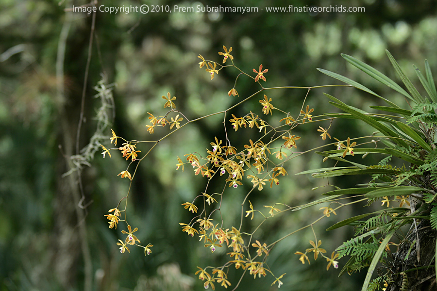 Encyclia tampensis (Florida Butterfly Orchid) - large plant.