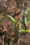 Dingy Flowered Star Orchid (Epidendrum amphistomum)