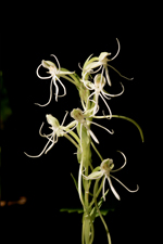 Long-horned False Rein-orchid (Habenaria macroceratitis)