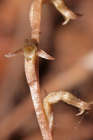Copper Ladies Tresses (Mesadenus lucayanus)