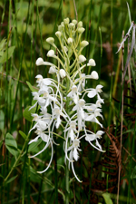 White Fringed Orchid (Platanthera blephariglottis var. conspicua) - closeup
