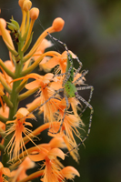 Chapman's Fringed Orchid (Platanthera chapmanii) with Green Lynx Spider