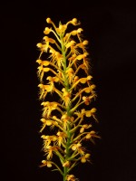 Chapman's Fringed Orchid (Platanthera chapmanii)