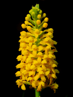 Orange Fringeless Orchid (Platanthera integra) - inflorescence