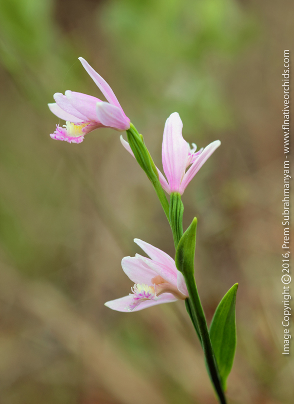 Rose Pogonia (Pogonia ophioglossoides)