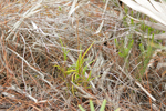 Florida Dancing Lady Orchid (Tolumnia bahamensis)