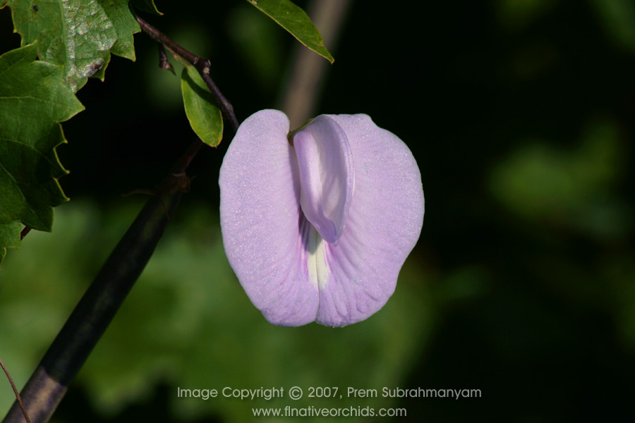 Butterfly Pea (Centrosema virginianum)