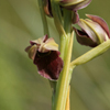 Potts' Orchid(Pteroglossaspis pottsii)